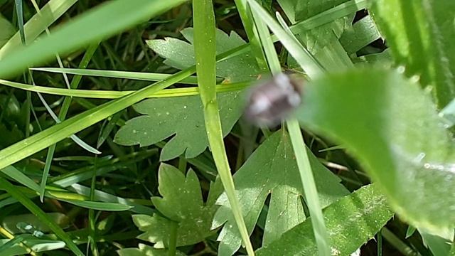 клоп рапсовый (Еurydema oleracea)
