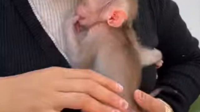 Baby monkey : - А мне вообще всё это не нравится.. 1000013396.mp4