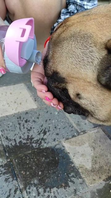 Всегда берите воду на прогулку #французскийбульдог #собака #собакиприколы #бульдоги