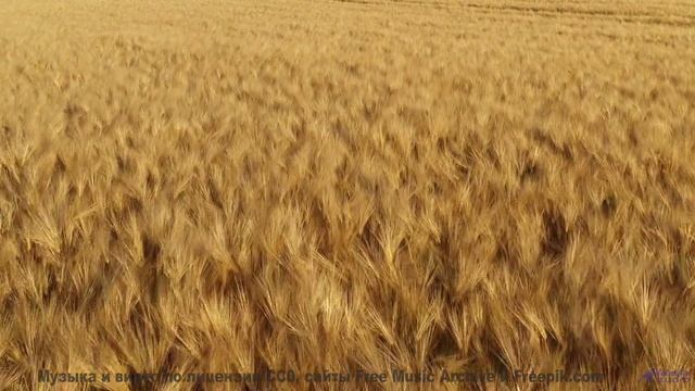 Видео, которое лечит депрессию - научный факт! - Not Stopping -- Ketsa -- Abundance