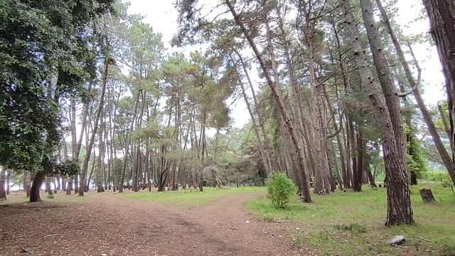 Абхазия Цитрусовый совхоз Жильё Кафе Цены Пляж Море Пансионат Сосновая роща 15 июня 2025 г.