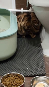 Пополнение в нашем доме