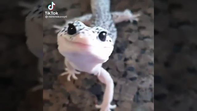 1000004132.mp4