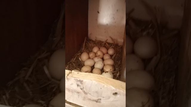 безопасность кур