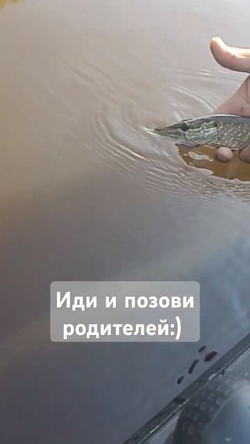 Отпустили щучку #рыбалка #shorts #троллинг #fishing #щука