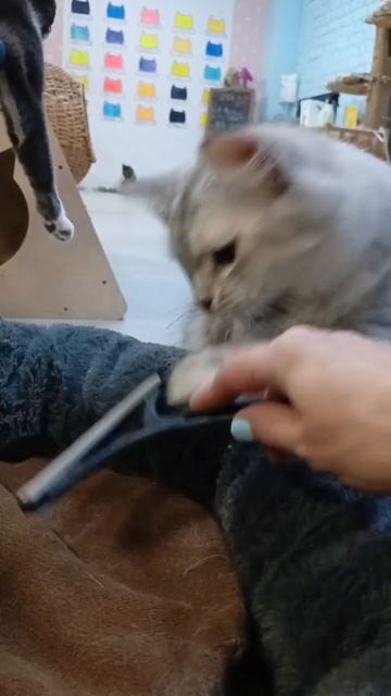 Помощница 🐈⬛❤️