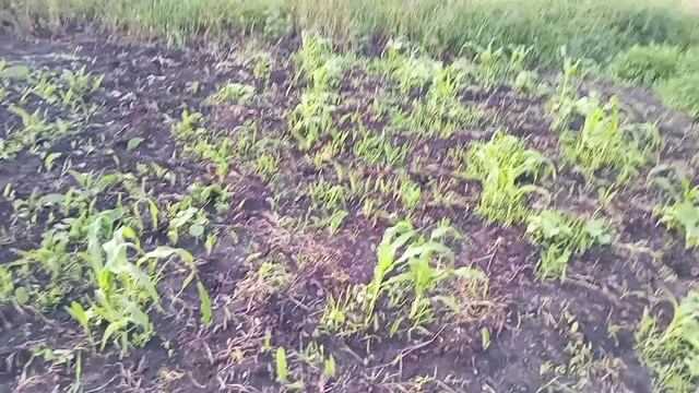 Экватор июня - Урожай в огороде!!!