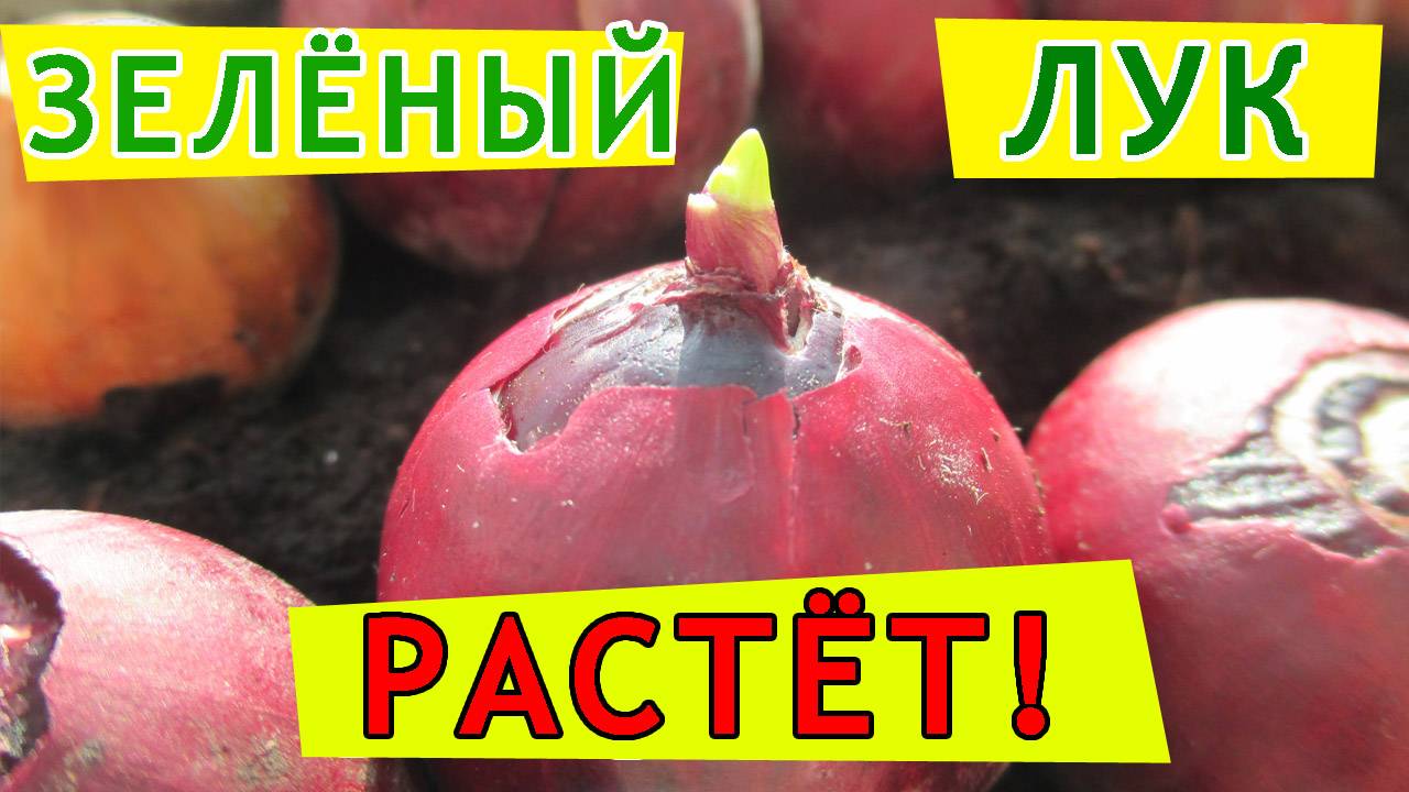 Лук севок на подоконнике. Спустя несколько дней