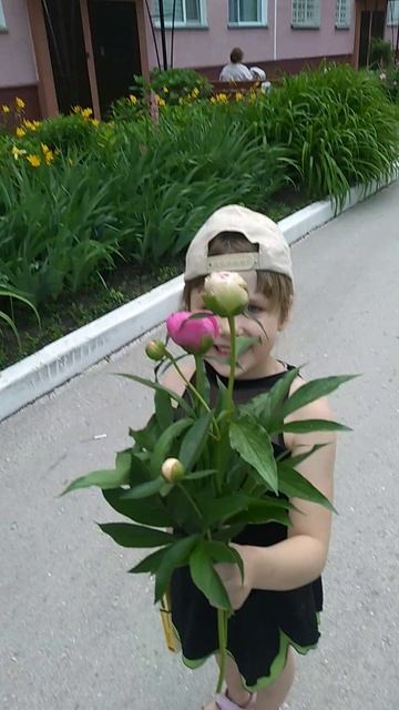 подарили доче пионы