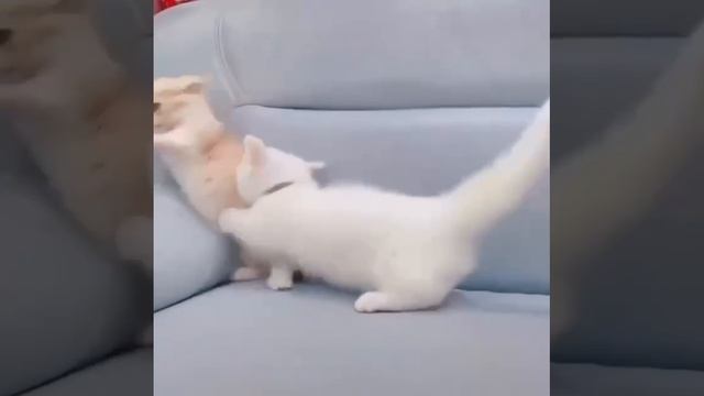махачь