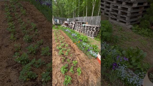 Клубника 🍓 всегда благодарна за такой уход.