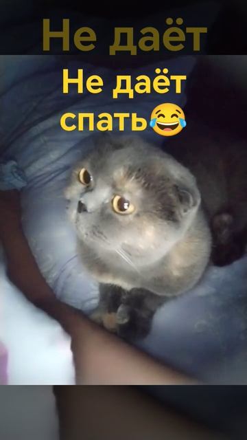 Мой будильник#доброеутро #жизньпосле #кошки