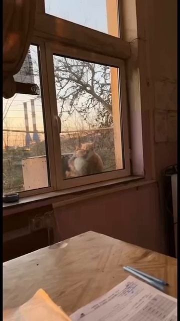 Коти🐈🐈😊