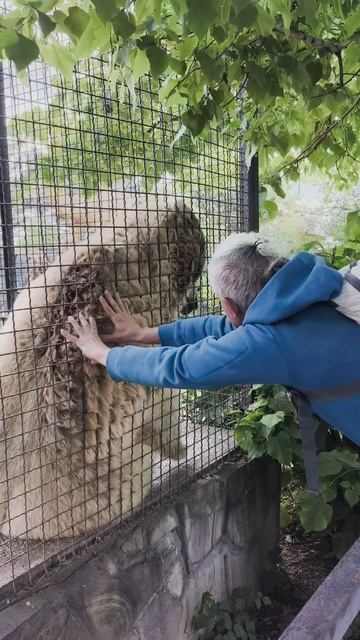 Энерго-массажисты с медведями.