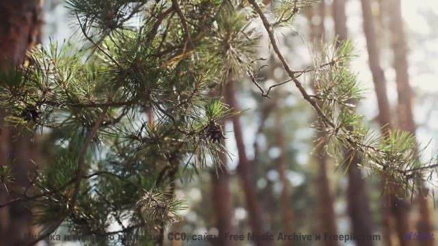 Лесные пейзажи качаются на нотах, как на волнах - Overstand -- Ketsa -- Equinox Rising