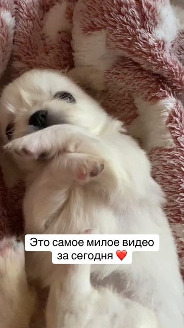 двое мальчишек чихуахуа в  поисках семьи ❤️