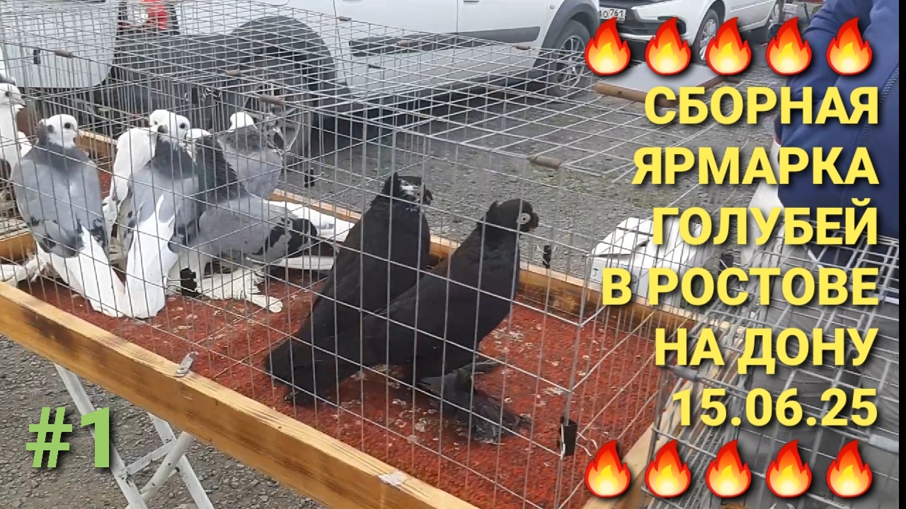 🔥🕊🔥 Сборная ярмарка голубей в Ростове на Дону. Pigeons Fair.  Bird Market.
