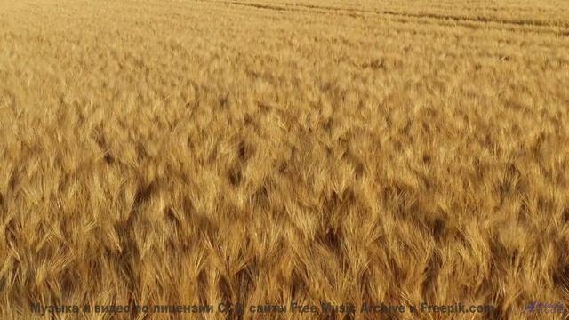 Леса становятся ближе вместе с этой музыкой - Where Life Goes (Man Kid Remix) -- Daniel Birch -- Sta