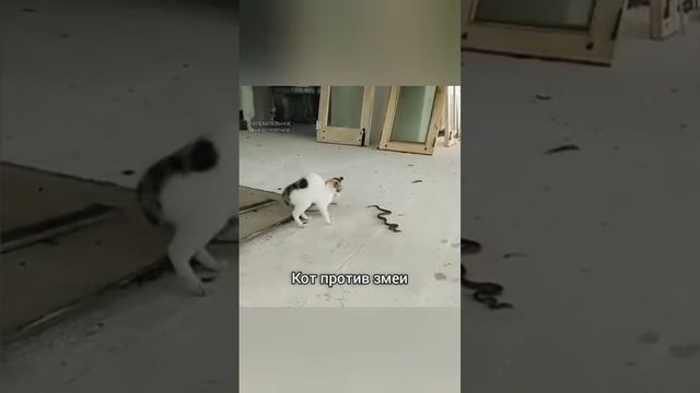 веселые котики 9-15 июня часть 2