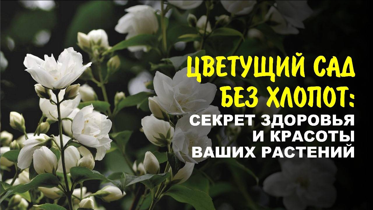 Как получить пышный сад, богатый урожай с помощью одной горсти космических гранул?