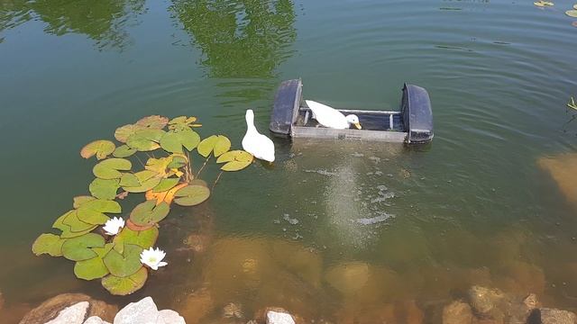 Белые уточки в новом Херсонесе