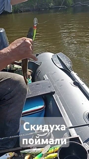 поймали щуренка и...