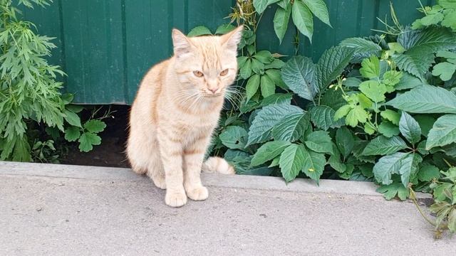 😺😺😺