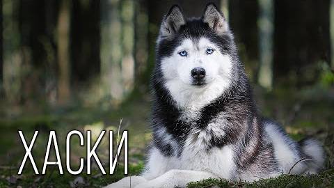 Хаски_ Покорители Севера _ Интересные факты про хаски