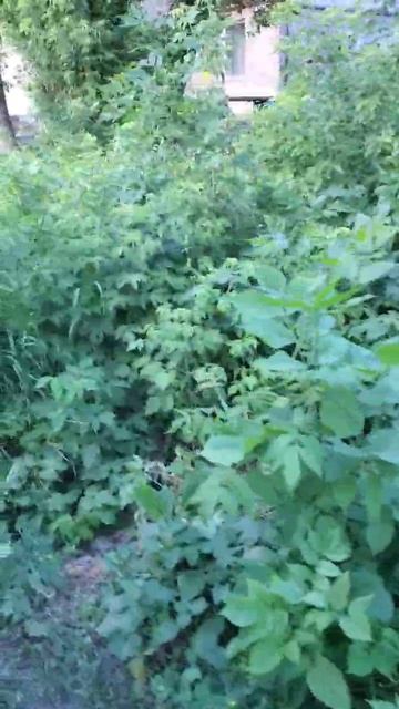 Люди обеспокоены большим количеством не покошенной травы по ул. Ткаченко в Макеевке. 

По Донецку то