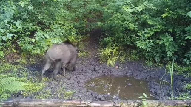 Кабаны видео фотоловушки