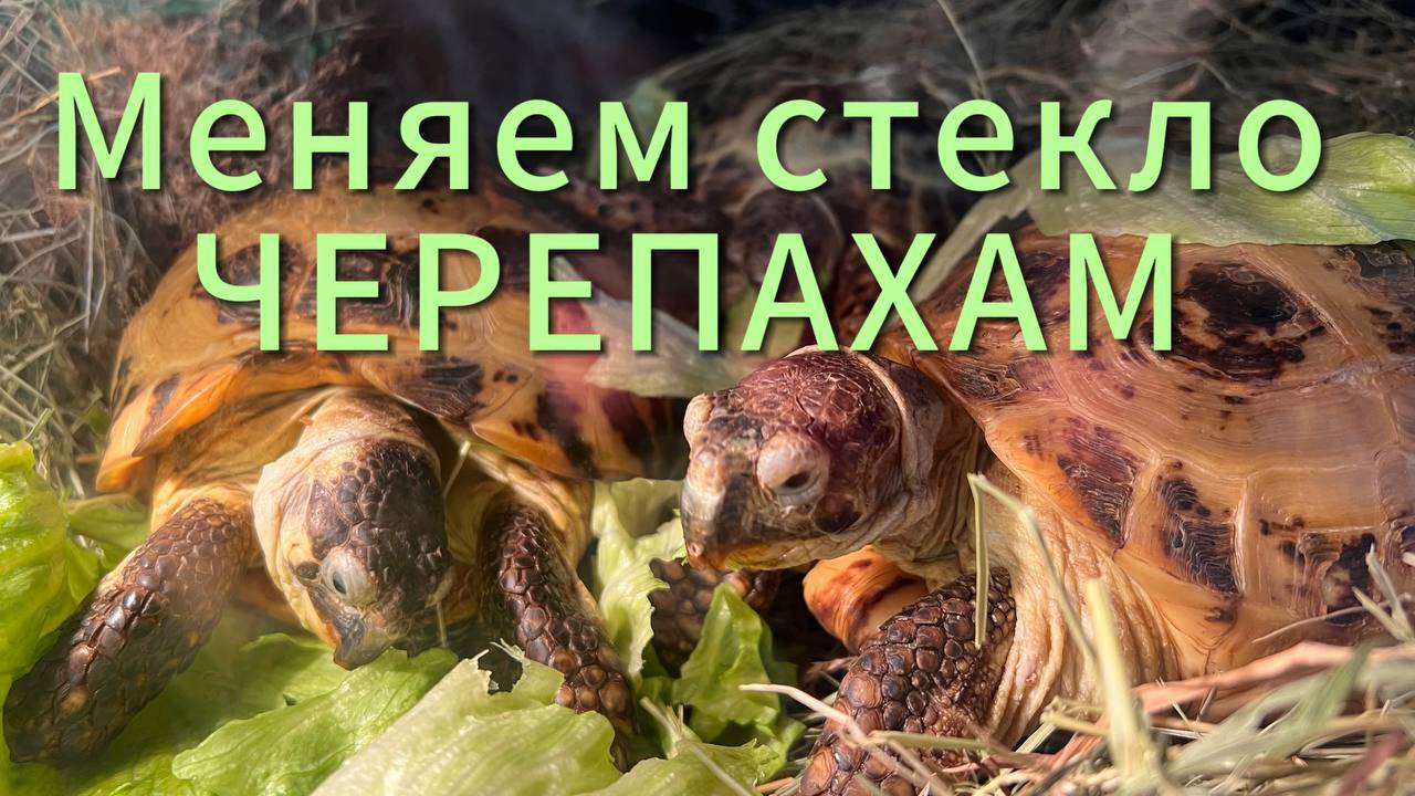 Меняем стекло Черепахам