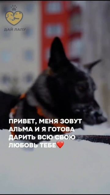 Альма ищет любящих хозяев