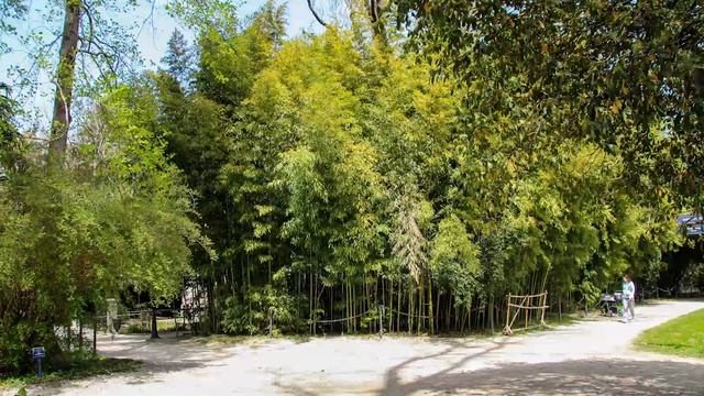Парк Южные культуры. Сочи.Сириус