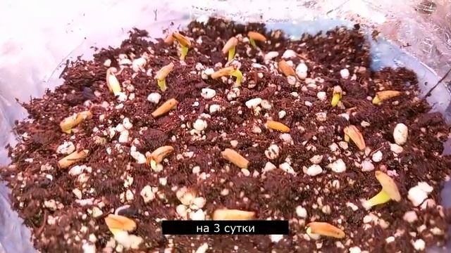 ЭКСПРЕСС РОСТ АДЕНИУМА: СЕКРЕТЫ ОПТОВОЙ ПОСАДКИ, КОТОРЫЕ ВАС УДИВЯТ!