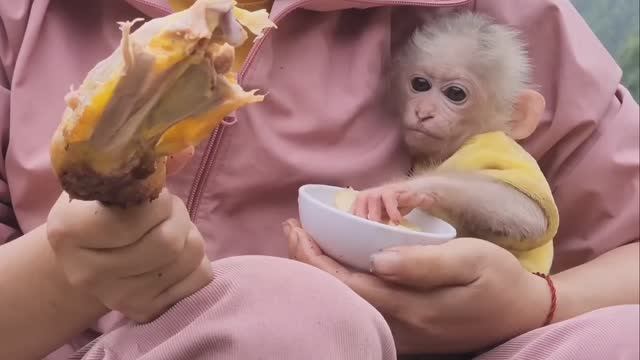 Обезьянка КРОШКА была без мамы Живёт с новой мамой в лесу на воле Одевают Кормят Моют ЛЯПОТА МИЛОТА