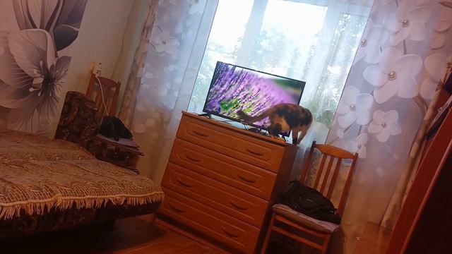 Любопытная Нюшка ищет птичек в телевизоре.