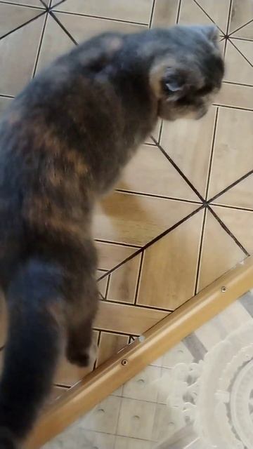 Красотуля#кошки