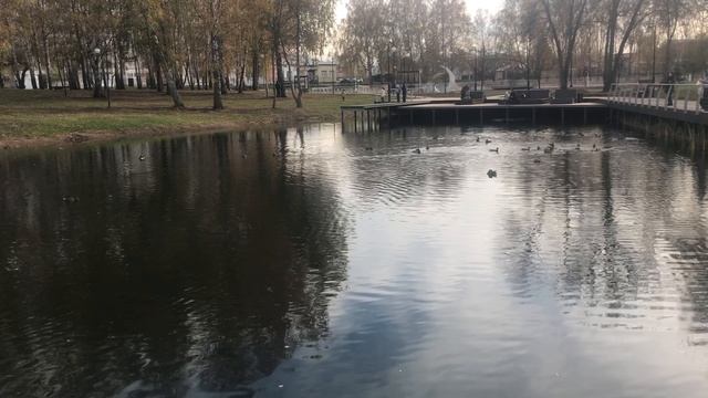 Дикие утки устроили танцы на озере в парке Волна