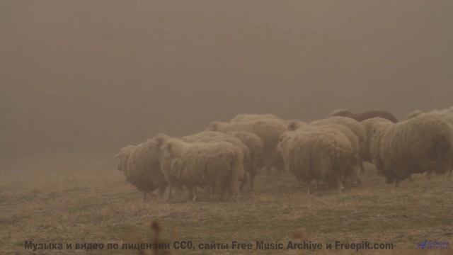 Природа становится личной вселенной под этот трек - Foggy Minded World -- HoliznaCC0 -- Shooting Gho
