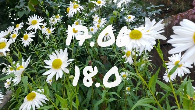 Лунный календарь доя цветоводов с16.06-22.06.25г.