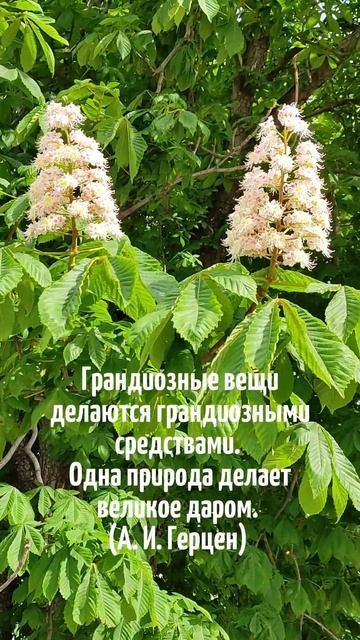 Цветут каштаны
