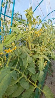 Овощи в теплице