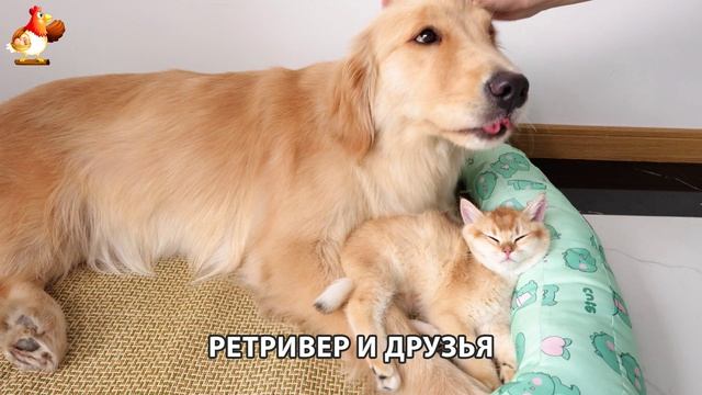 Золотистый ретривер и его друзья милые питомцы 🐕 выпуск (98)