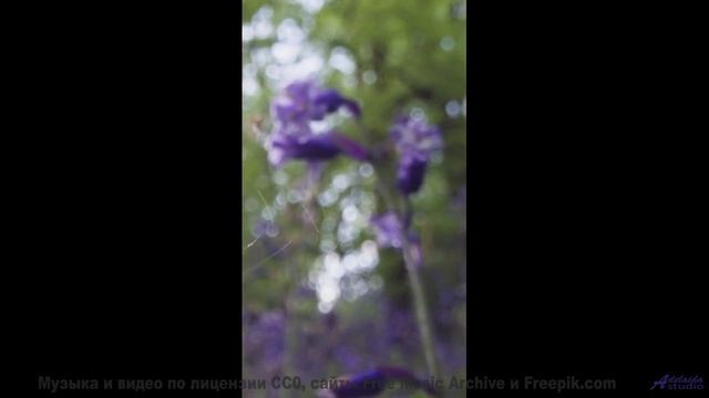 Ветер, звёзды и мелодия, которая сводит с ума... - Souvenir -- Derek Clegg -- Old Town Worry