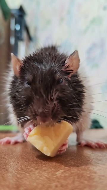 #приятногоаппетита #bonappetit #beautiful #rat