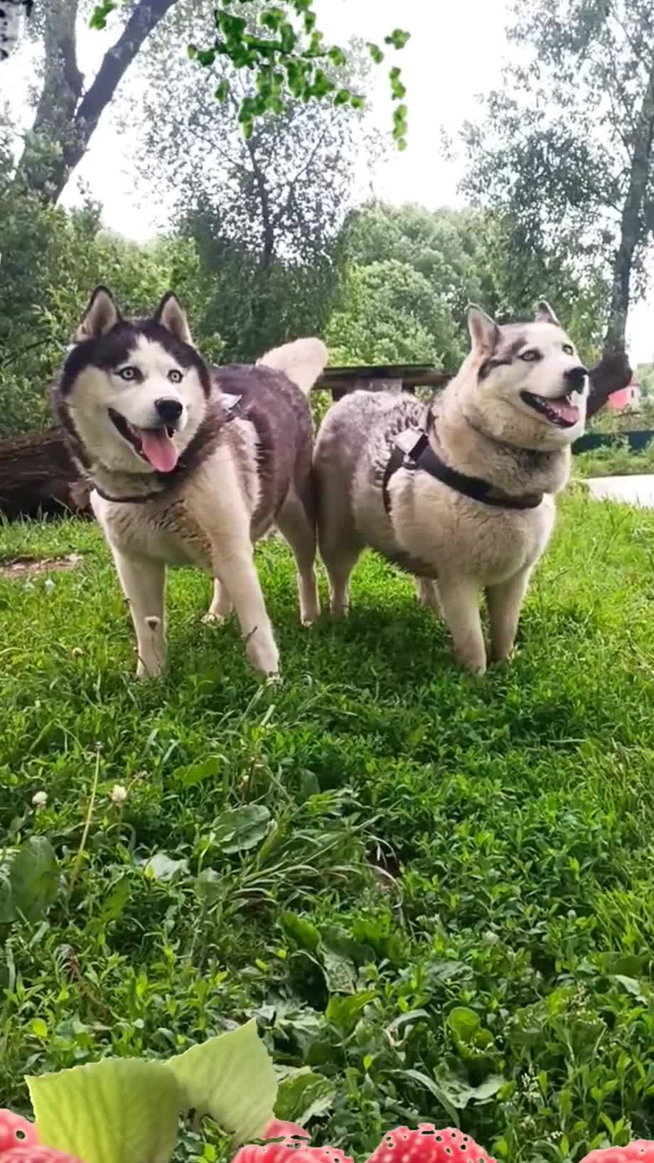 ХАСКИ Малиновка 🐶🐶🍓