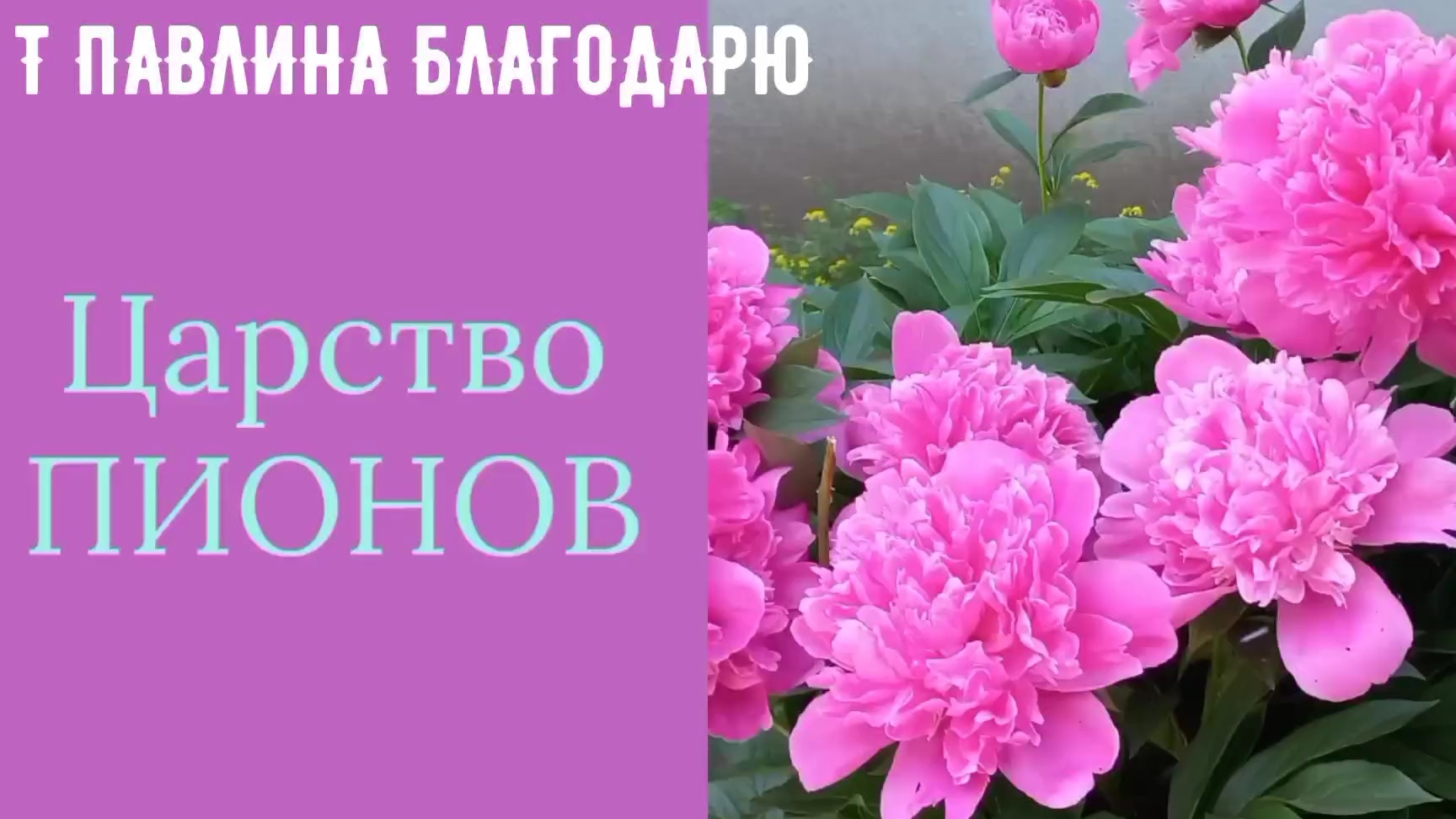 ПИОНЫ-САДОВЫЕ ЦВЕТЫ.