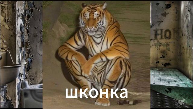 манго манго что фонк ааа хелп ми #топ #Minecraft