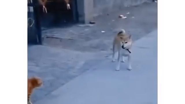 Весь район держат в страхе