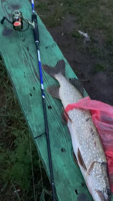 Вечерняя щука, на спиннинг. Жизнь в деревне. #life #nature #fishing #рыбалка #деревня #река